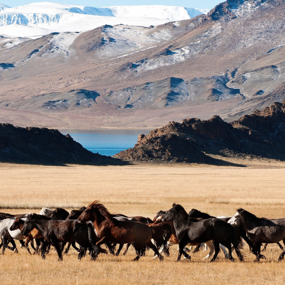 A herd of horses gallops across Mongolia’s open grasslands, with a blue lake, rugged mountains, and snow-covered peaks rising in the background.