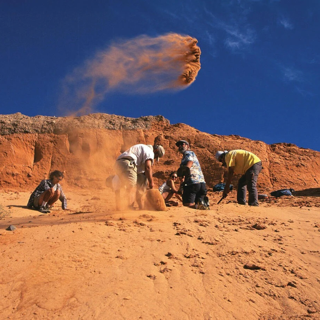 Visitors search for fossils among the red sandstone formations of Mongolia’s Flaming Cliffs, with dust rising as they excavate the desert ground.