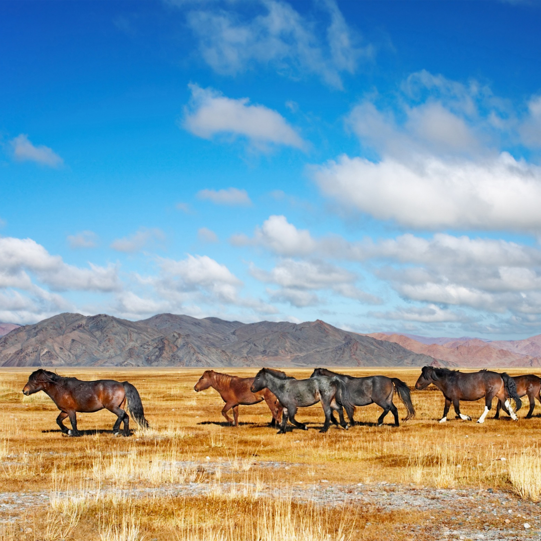 A herd of horses crosses Mongolia’s golden steppe beneath a bright blue sky, with rugged mountains stretching across the horizon.