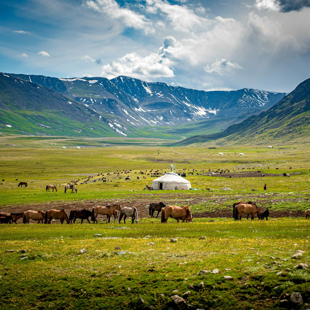 Mongolian animals grazing in the summer pasture