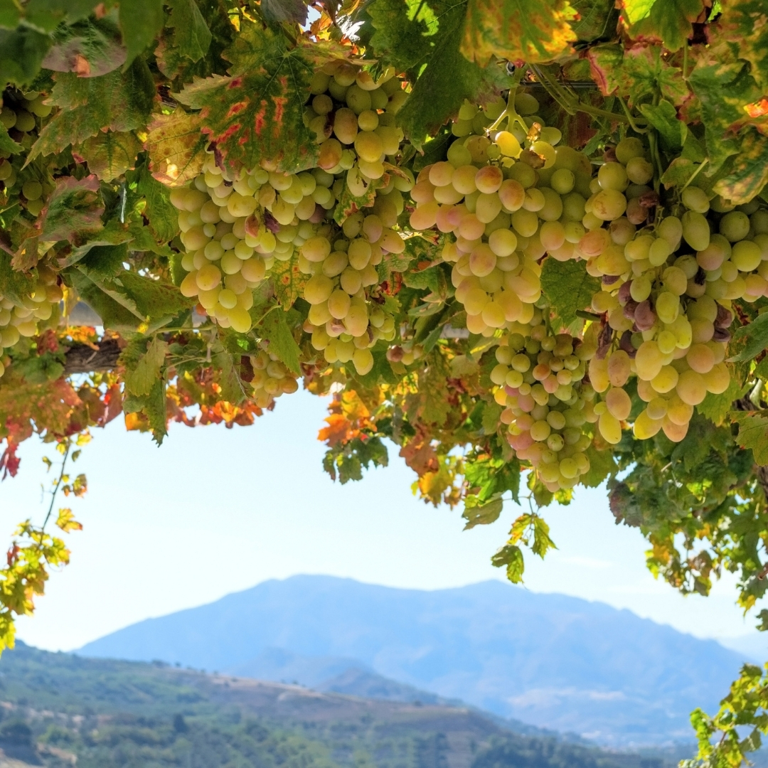 Wine In Crete