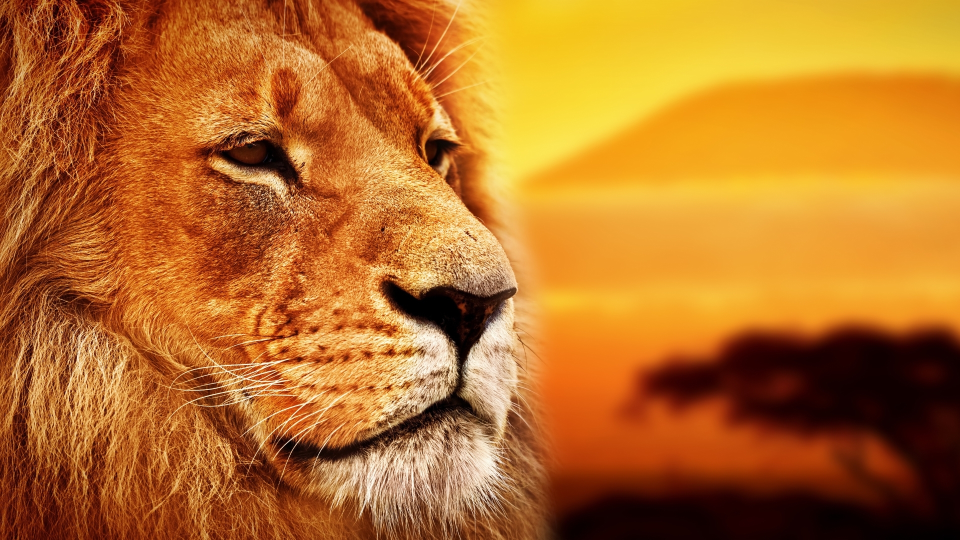 Lion portrait on savanna. Mount Kilimanjaro at sunset. Safari  (1920 x 1080)